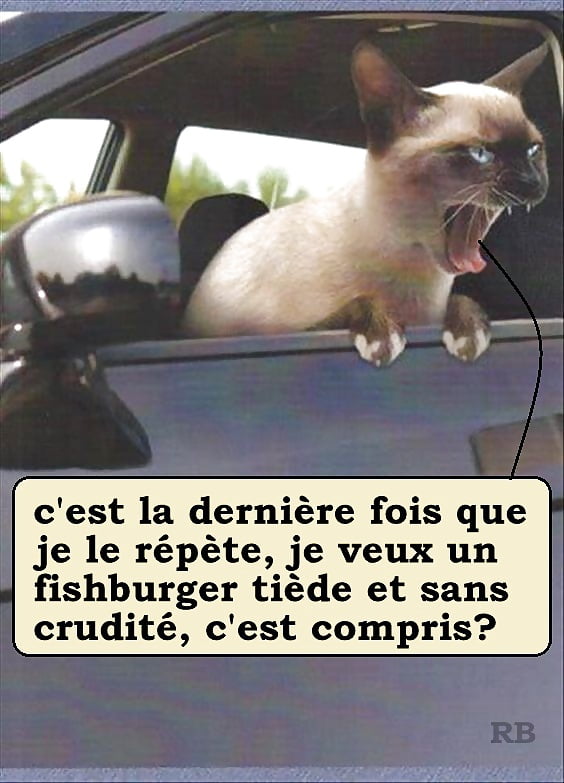 XXX French Captions 164 RB  Special Pets