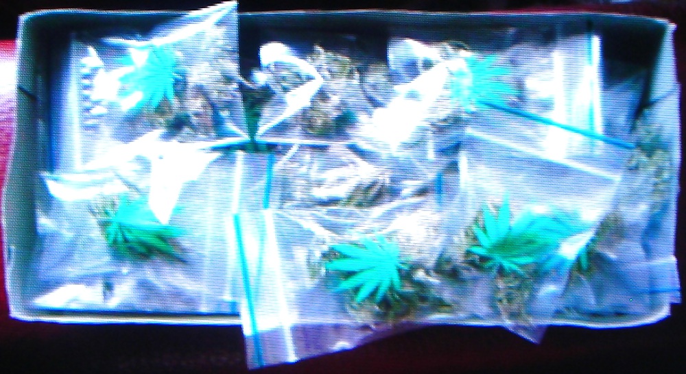 XXX My first year weed 2012