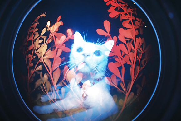 XXX Bush and Bald Babe Mixz