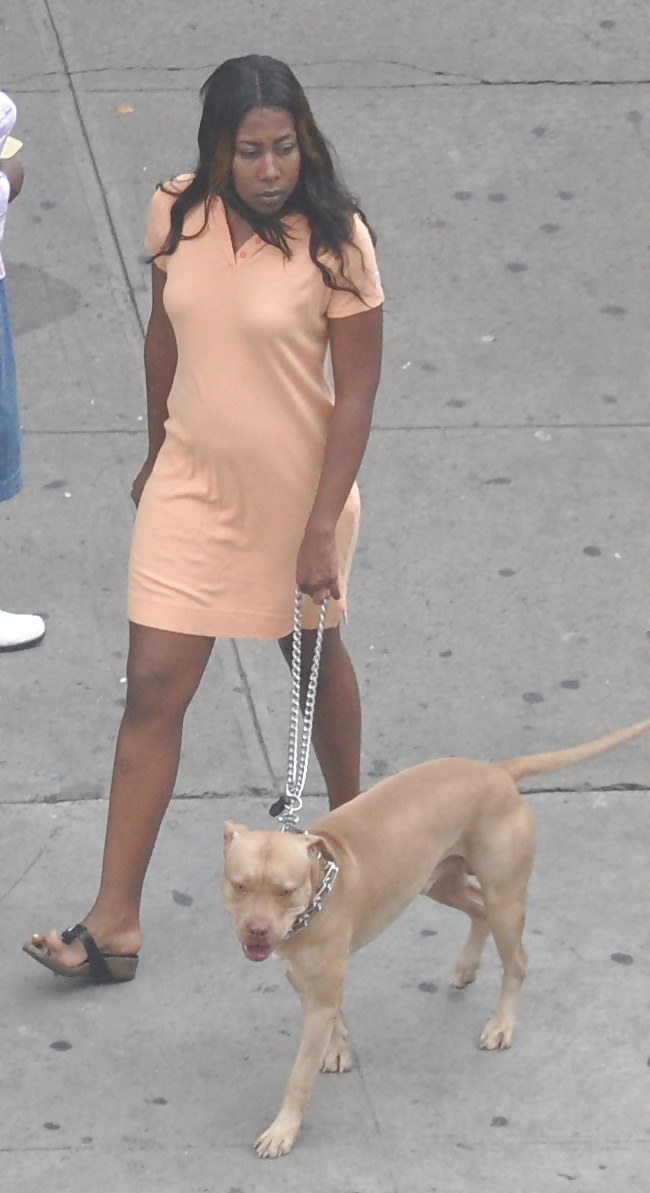 XXX Harlem Girls in the Heat 294 New York - Pit Bull Dog Bitches