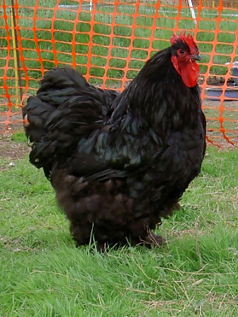 XXX Black Cock