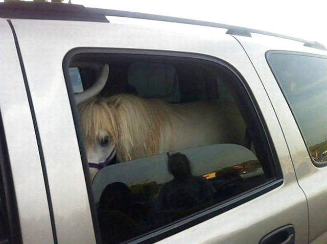 XXX Girls and Diverses 87