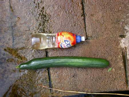 Outdoor cucumber