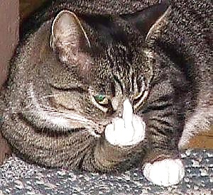 XXX Fuck you XHamster - You suck